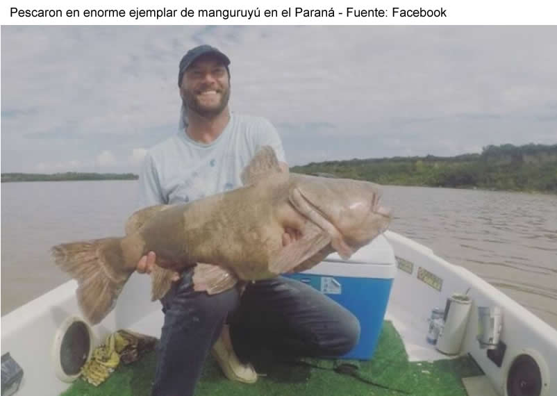 Entre Ríos: un grupo de pescadores se sorprendió con una especie del río Paraná