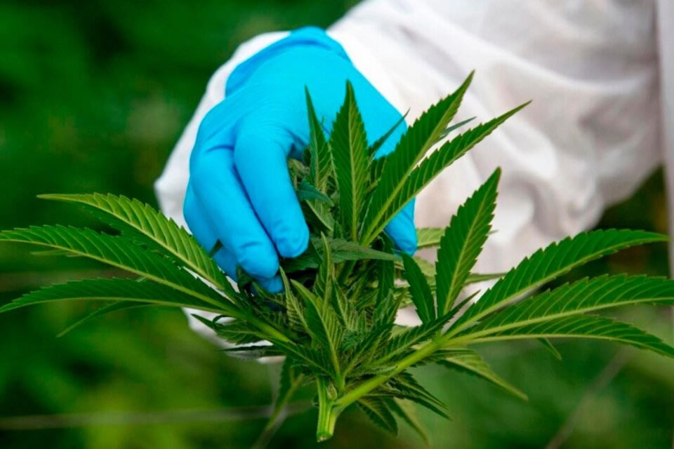 El gobierno impulsará la producción de cannabis medicinal