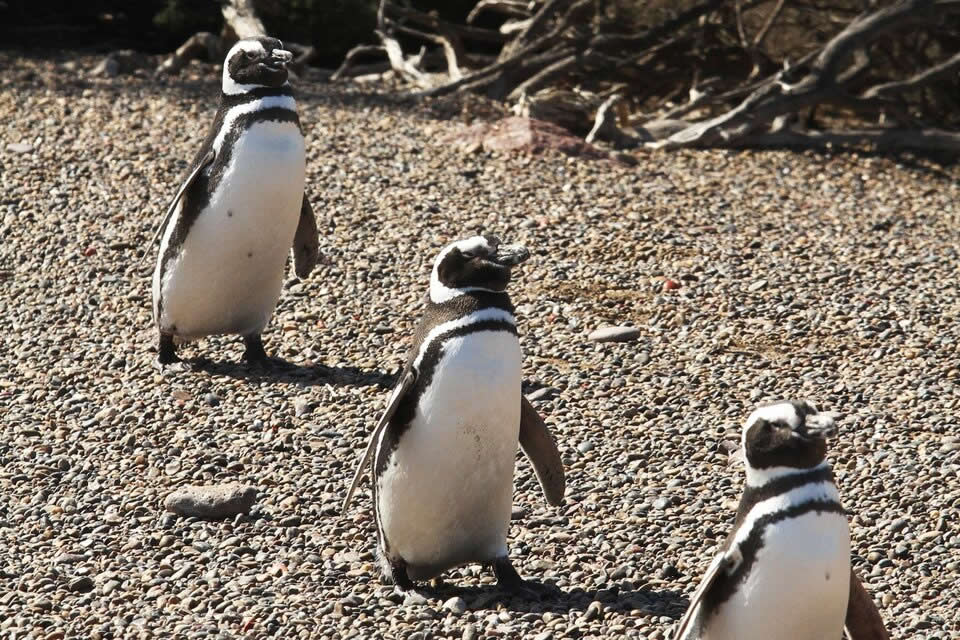 Más de 90 animales muertos