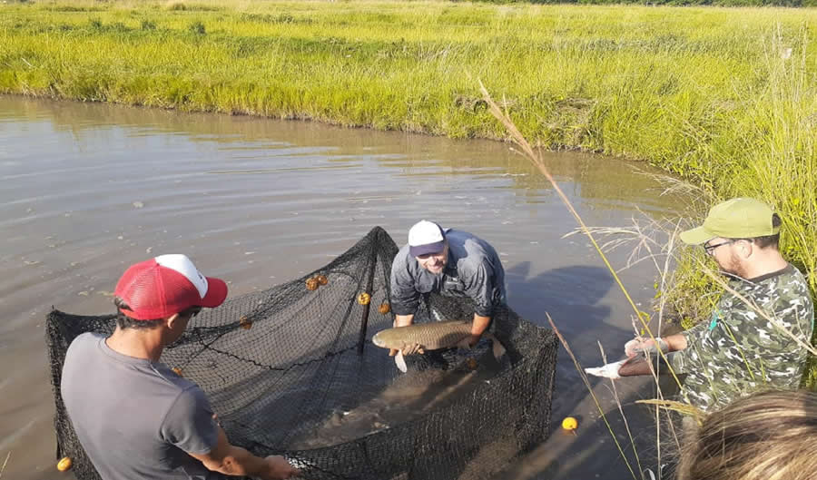 Prorrogan la veda parcial para la pesca comercial y acopio de pescado