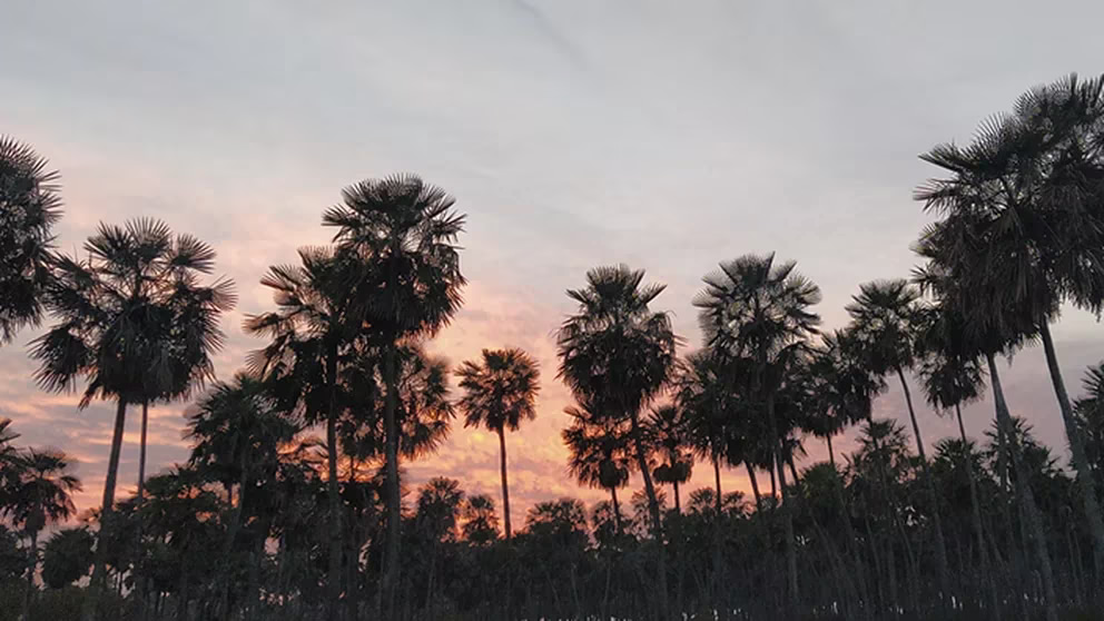 Crearon el Parque Nacional Laguna El Palmar en Chaco: por qué es clave en la lucha contra el calentamiento global