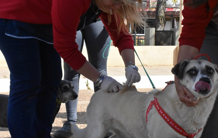 CONTINÚA CON EL PROGRAMA DE VACUNACIÓN GRATUITA ANTIRRÁBICA PARA MASCOTAS