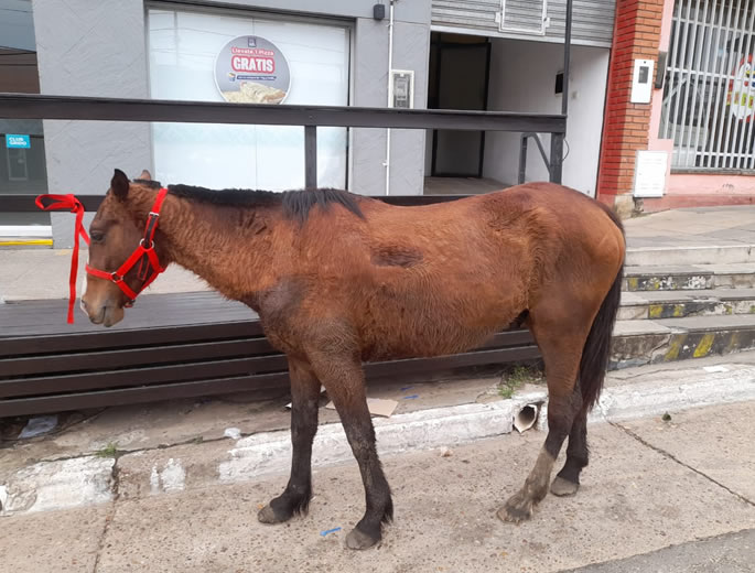 SE RETUVO UN EQUINO POR INFRACCIÓN A LEY DE MALTRATO ANIMAL